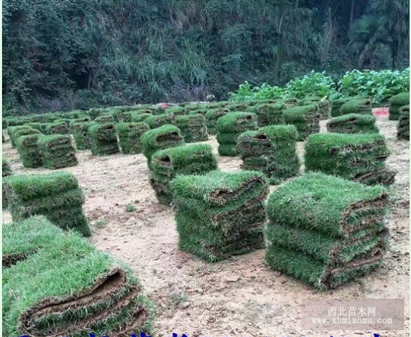 馬尼拉草皮