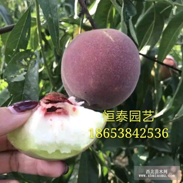 金秋紅蜜桃樹(shù)苗