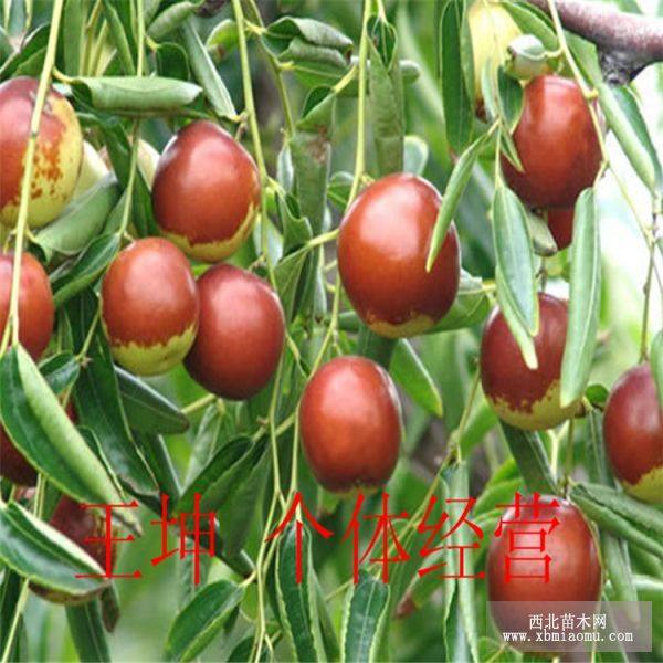 棗樹(shù)苗