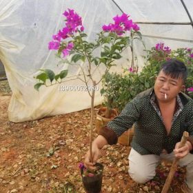 云南紫三角梅基地，哪里有卖云南紫三角梅