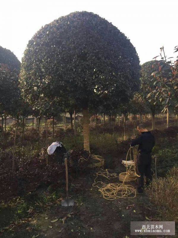 桂花樹