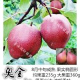 供應奧全1號梨苗/壯苗-專業(yè)嫁接基地