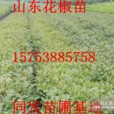 請(qǐng)問(wèn)哪里有賣花椒樹苗的，花椒樹苗哪里有，花椒樹苗基地哪里有