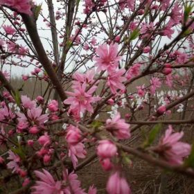 低價(jià)供應(yīng)菊花桃 五彩碧桃  紅葉碧桃 花桃 水蜜桃