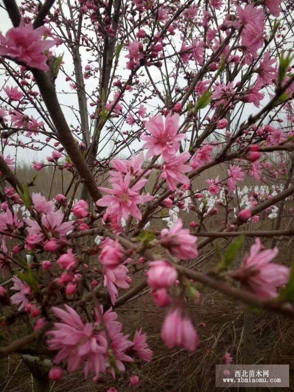 菊花桃