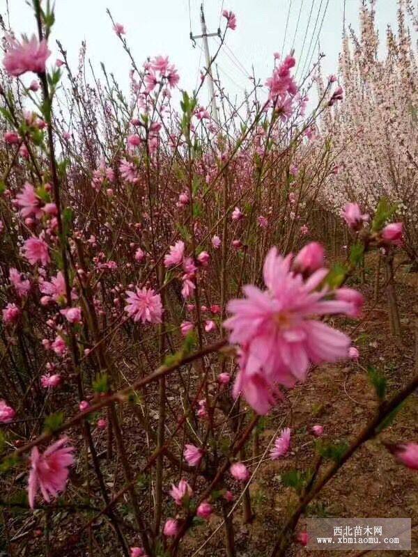 菊花桃