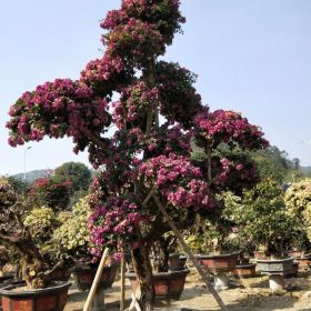 福建开花三角梅基地批发价格小苗盆景