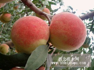 山東臨沂新川中島 脆香紅 沂蒙霜紅 映霜紅 永蓮蜜桃樹(shù)品種苗