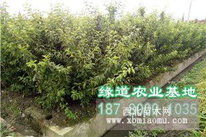 李子苗价格，李子树苗价格