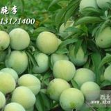 2019貴州李子苗批發(fā)價(jià)格，李子樹苗價(jià)格