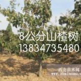 5公分山楂樹價(jià)格8公分占地山楂樹價(jià)格10公分山楂樹價(jià)格