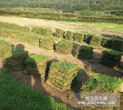 馬尼拉草皮