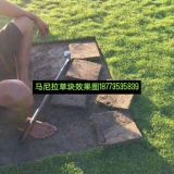 江西马尼拉草皮=现在马尼拉草皮价格