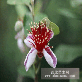 蒼南縣宜山桃花島苗圃供應(yīng)菲油果果苗