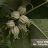 1年翅果油樹(shù)苗價(jià)格1年翅果油樹(shù)苗多少錢(qián)一顆？