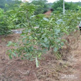 核桃苗哪里有賣 新疆薄皮核桃苗緩苗 豐輝核桃苗病蟲害防治