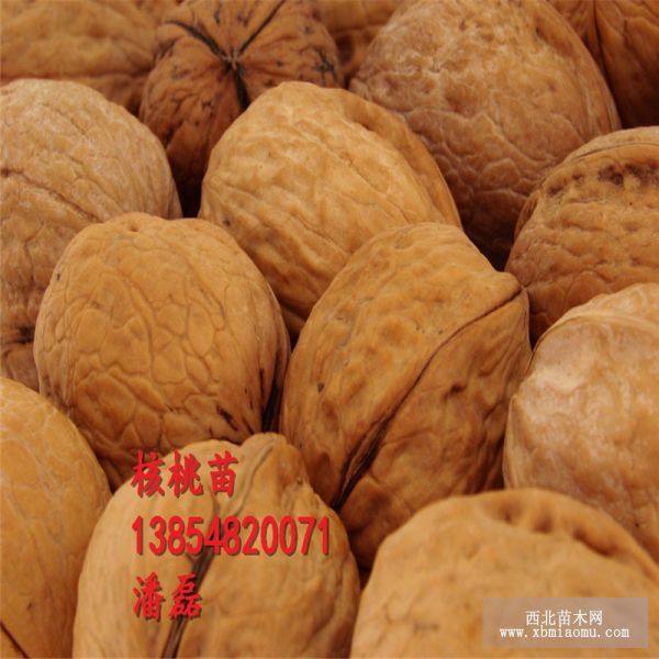 晉龍核桃樹(shù)苗