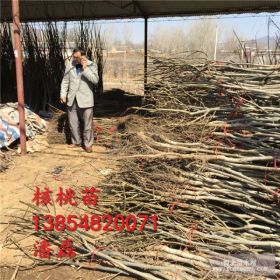 河北核桃树苗、河北核桃树树苗新品种、河北薄皮核桃树苗价格