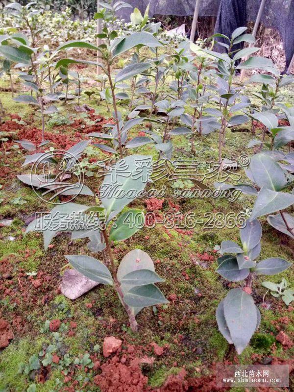 茂名茶花苗