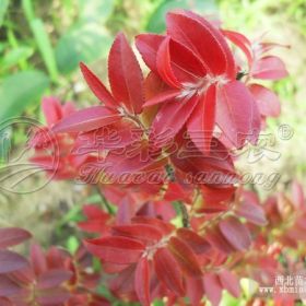 惠州茶花苗茶花樹茶花基地_紅葉茶花介紹