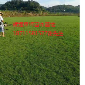 马尼拉草坪草卷基地