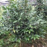 阳江茶花苗茶花树茶花基地_防普金花茶花介绍