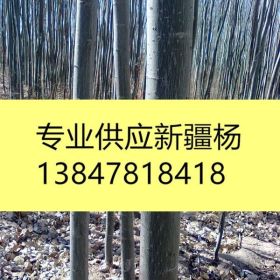 8公分新疆杨价格