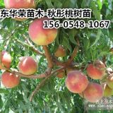 批發(fā)地徑0.6-0.8-1.2公分青霜蜜桃樹(shù)苗