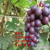 河北葡萄樹苗、河北甜蜜藍寶石葡萄樹苗、甜蜜藍寶石葡萄樹苗價格