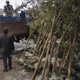 農(nóng)戶直銷移栽湖北恩施小葉黃楊樹瓜子黃楊價格高山黃楊盆景