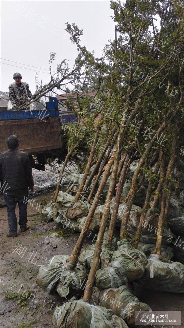 高山小葉黃楊樹