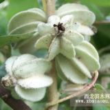 1年翅果油樹(shù)苗價(jià)格1年翅果油樹(shù)苗多少錢(qián)一顆？