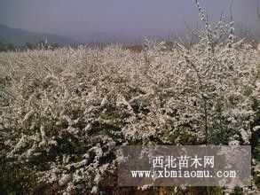 辽宁珍珠绣线菊．东北珍珠绣线菊小苗．开原珍珠绣线菊基地