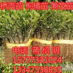 廣西枳殼苗-廣西枳殼小苗-桂林枳殼芽苗-廣西枳殼秧苗