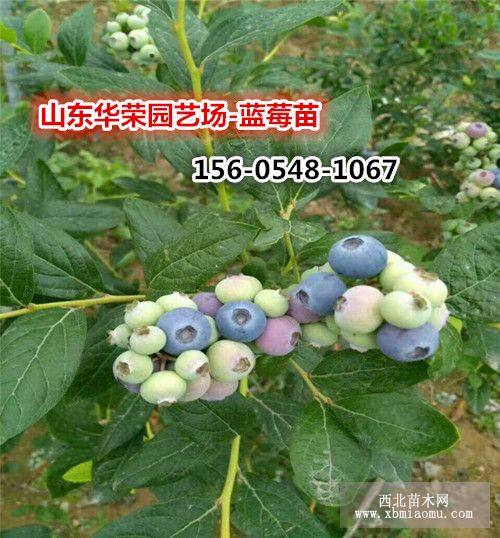 50公分蓝莓苗