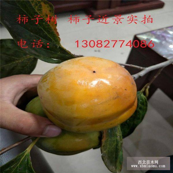 柿子树苗多少钱