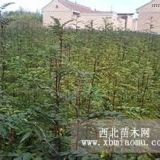 大红袍花椒苗多钱？