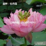 微山湖莲花批发 观赏莲花苗批发 莲花种苗批发