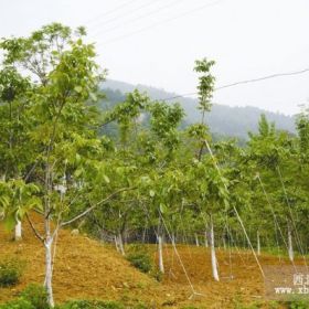 核桃原生苗，嫁接苗