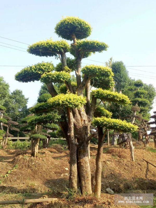 造型榆樹樁