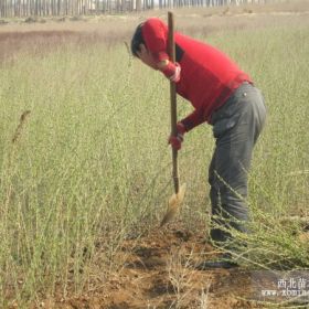 水腊  河北水蜡基地 60公分水腊价格