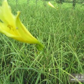 大花萱草 河北大花萱草基地 定州大花萱草价格