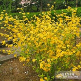 棣棠 丛生棣棠 河北棣棠 定州棣棠 棣棠价格