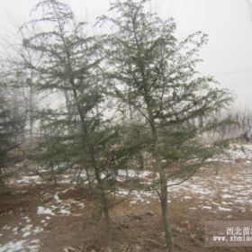 雪松3米价格 河北雪松 定州雪松