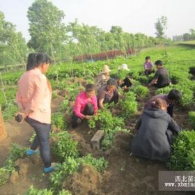 福禄考 营养杯福禄考 福禄考基地 丛生福禄考