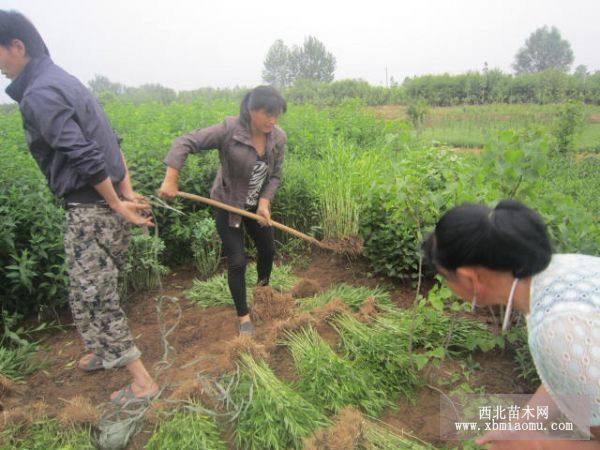 假龙头 河北假龙头