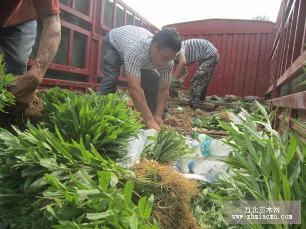 假龙头 河北假龙头