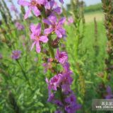 千屈菜 营养杯千屈菜  千屈菜价格 千屈菜基地