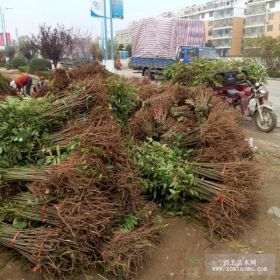 大棚香椿苗种植技术 山东红油香椿苗基地