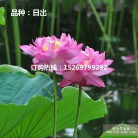 微山湖莲花价格低 观赏莲花苗价格 莲花种苗价格